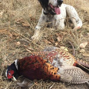 Meet your Posher, Gene